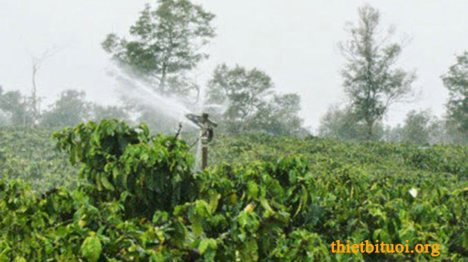Súng bắn phun mưa cây cà phê - Thiết kế hệ thống tưới phun mưa