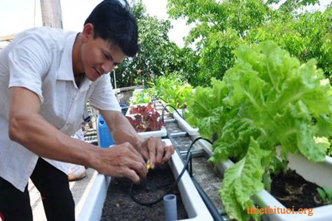 Cách trồng rau sạch tại vườn nhà kết hợp gắn béc tưới nhỏ giọt bù áp