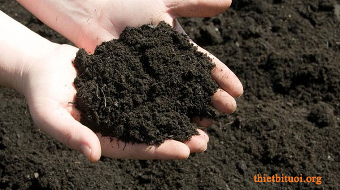 Đất trồng rau sạch tại nhà dùng phân hữu cơ, trùn quế