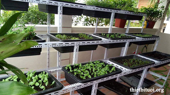 Khởi nghiệp mô hình trồng rau sạch tại nhà bằng phương pháp thâm canh   Sáng tạo xanh
