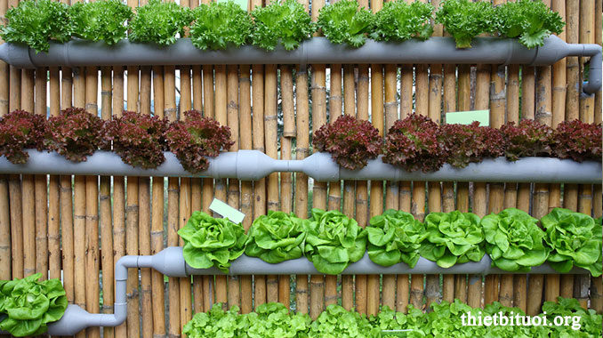 Mô hình trồng rau sạch với kệ trồng rau sạch hai tầng  Nông Nghiệp Hữu Cơ